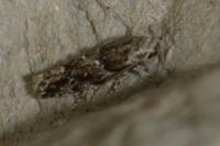 Recurvaria nanella