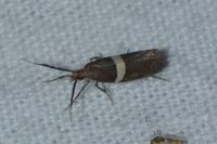 Eidophasia messingiella