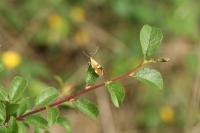 Alabonia geoffrella