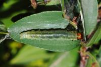 Archips rosana