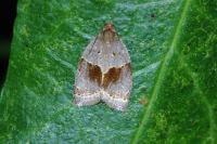 Clepsis dumicolana