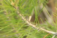 Isotrias stramentana