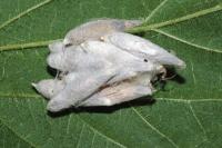 Yponomeuta evonymella