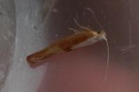 Argyresthia albistria