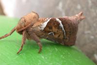 Triodia sylvina