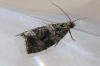 Celypha lacunana