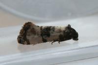 Cochylichroa atricapitana