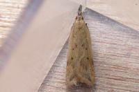 Dichomeris limosella