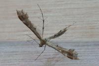 Oxyptilus