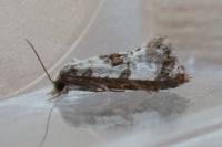 Neocochylis hybridella