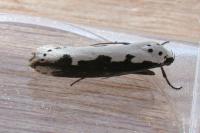 Ethmia bipunctella
