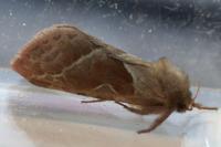 Triodia sylvina