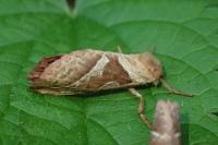 Triodia sylvina