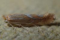 Phyllonorycter endryella