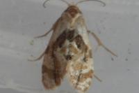 Phalonidia manniana