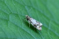 Celypha lacunana