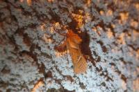 Triodia sylvina