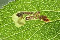 Ectoedemia spinosella