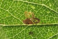 Ectoedemia spinosella