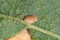 Ectoedemia spinosella