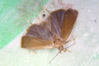 Acompsia cinerella