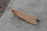 Helcystogramma rufescens