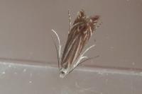 Isophrictis corsicella