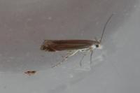 Isophrictis corsicella