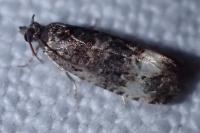 Endothenia