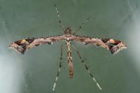 Amblyptilia acanthadactyla
