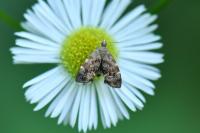 Anthophila fabriciana