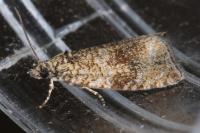 Celypha lacunana