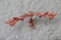 Cnaemidophorus rhododactylus