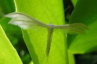 Pterophorus pentadactylus