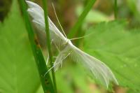 Pterophorus pentadactylus