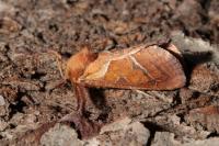 Triodia sylvina