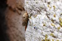 Triodia sylvina