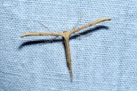 Emmelina monodactyla