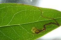 Fomoria septembrella