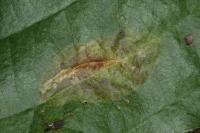 Phyllonorycter stettinensis