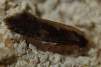 Monopis crocicapitella
