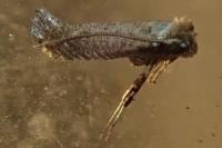 Parornix