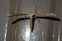 Emmelina monodactyla