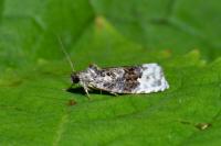Apotomis betuletana