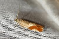 Epinotia cruciana
