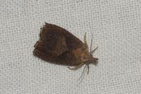 Dichrorampha simpliciana