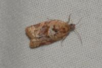 Argyrotaenia ljungiana