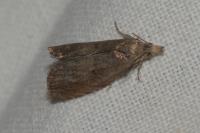 Dichrorampha simpliciana