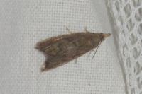 Dichrorampha simpliciana