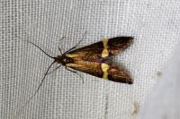 Nemophora degeerella